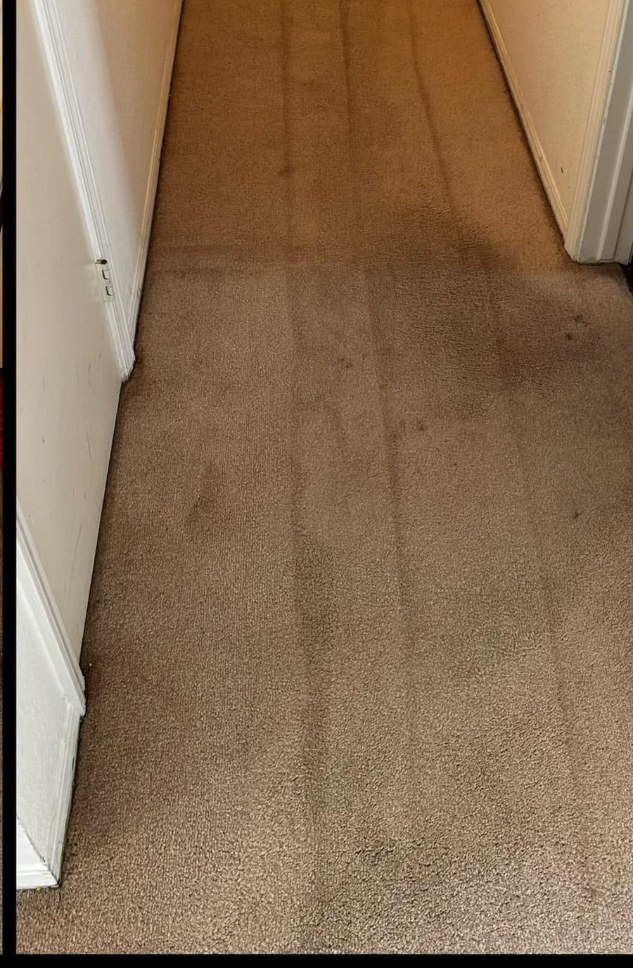 Hallway carpet after EcoFresh cleaning — stains gone