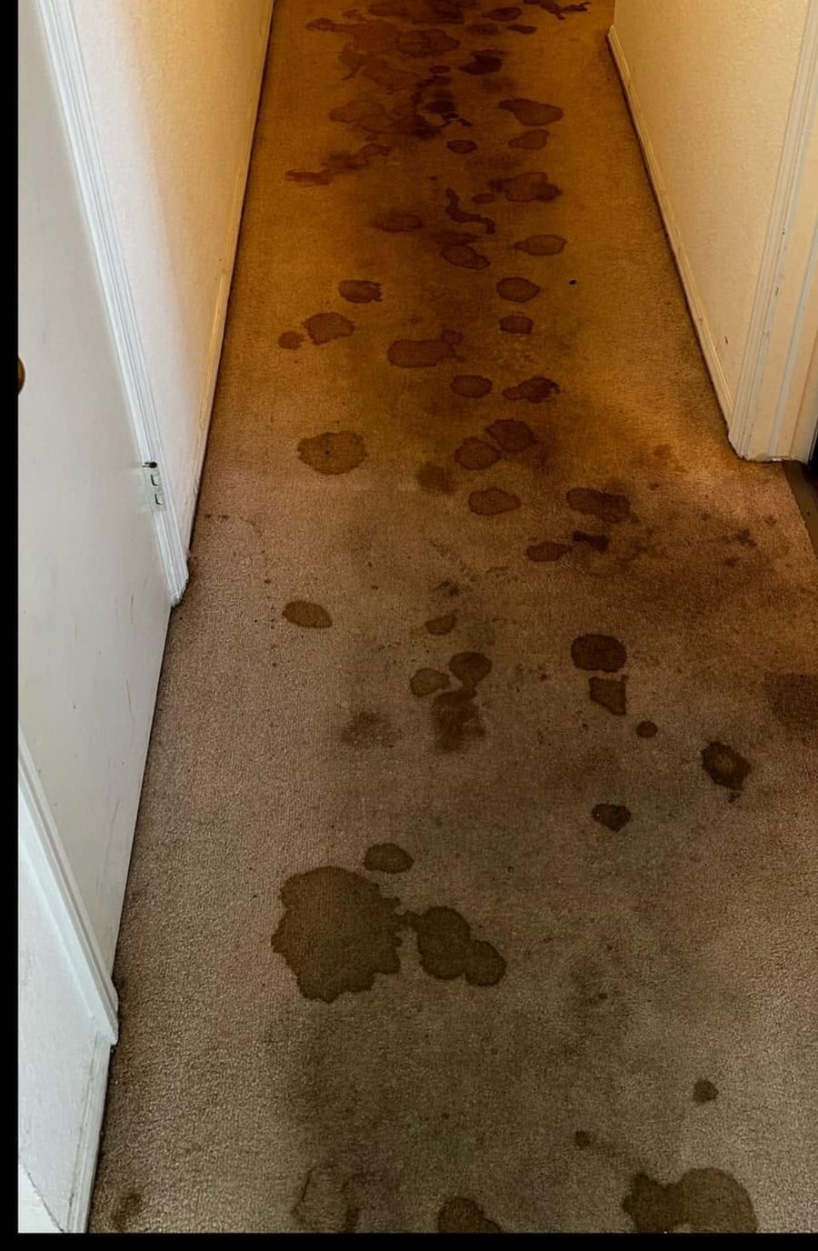 Hallway carpet before cleaning, covered in dark pet stains