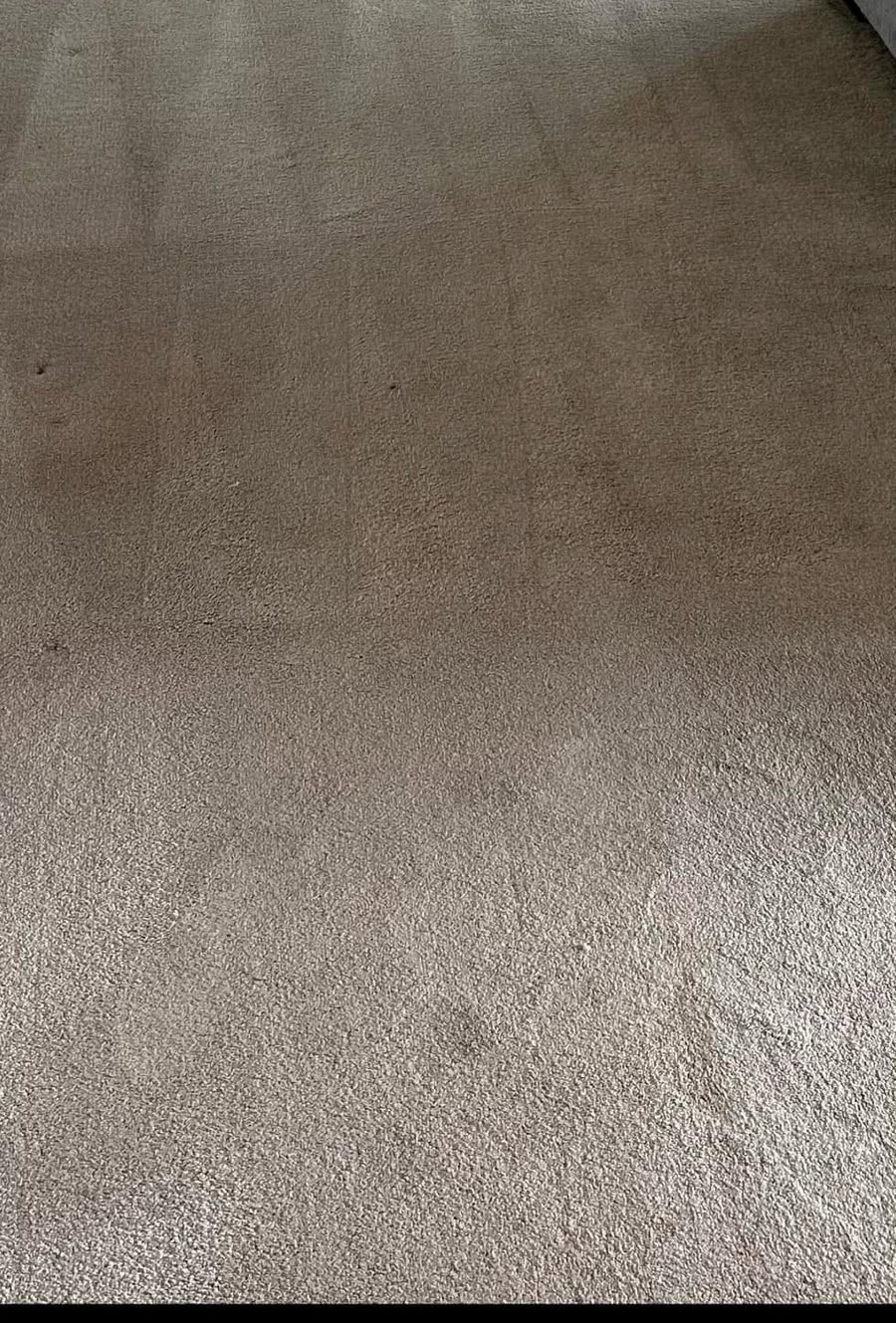 Living room carpet after EcoFresh cleaning