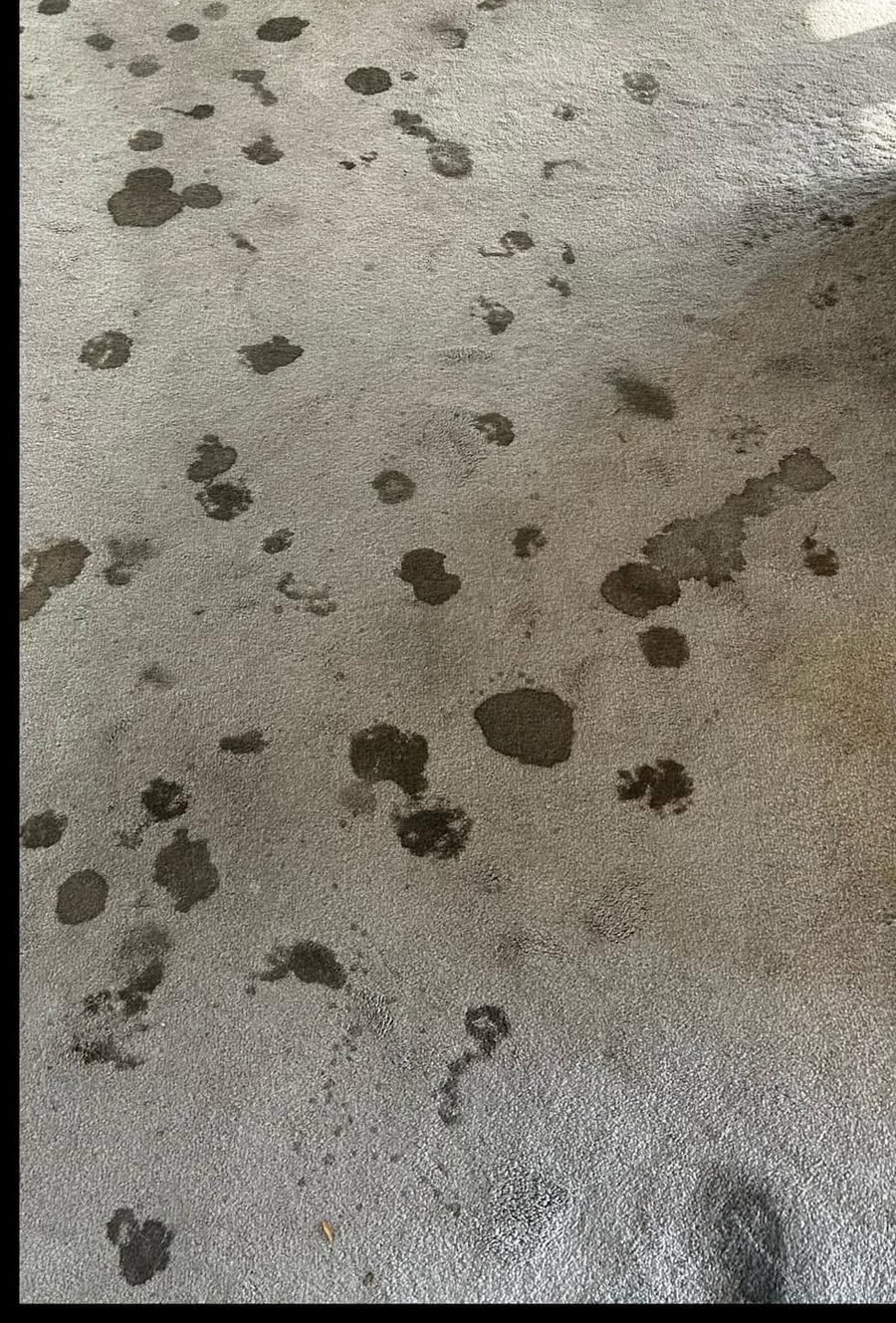 Living room carpet before cleaning with spots throughout
